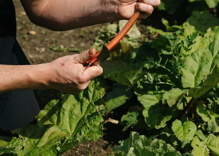 Apartman Corneli Residences - Chateau St Gerlach